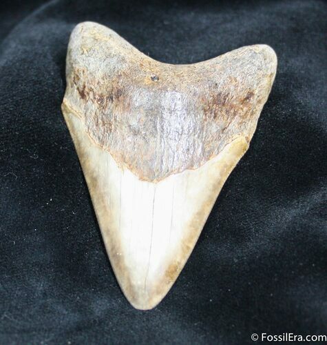 Inch Megalodon Tooth From Georgia #868